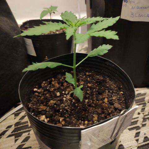 Magnum auto 1 (dalsim) growlog timeline photo