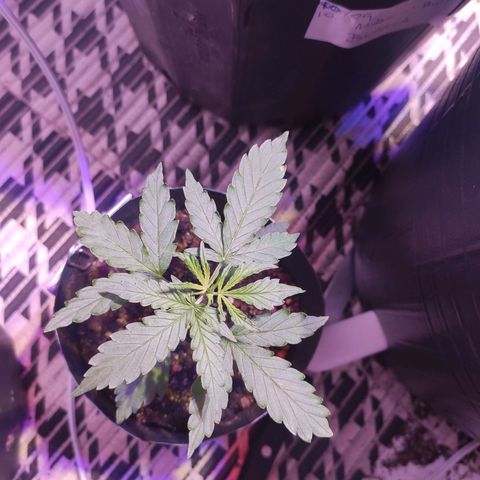 Magnum auto 1 (dalsim) growlog timeline photo