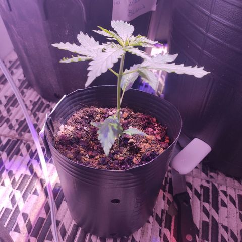 Magnum auto 1 (dalsim) growlog timeline photo