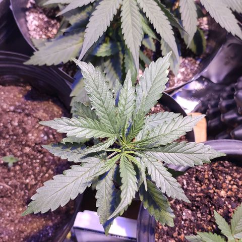 Magnum auto 1 (dalsim) growlog timeline photo