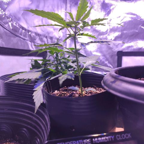 Magnum auto 1 (dalsim) growlog timeline photo