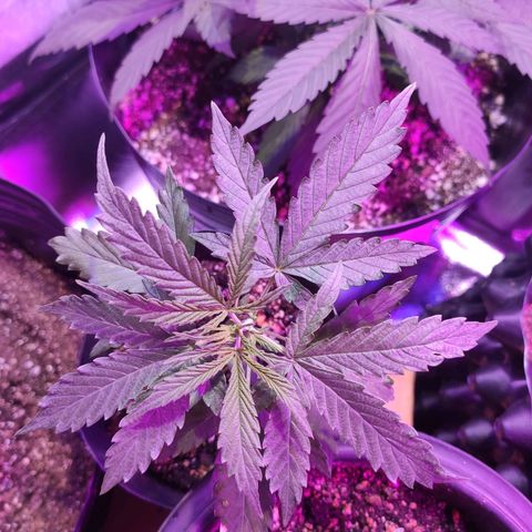 Magnum auto 1 (dalsim) growlog timeline photo