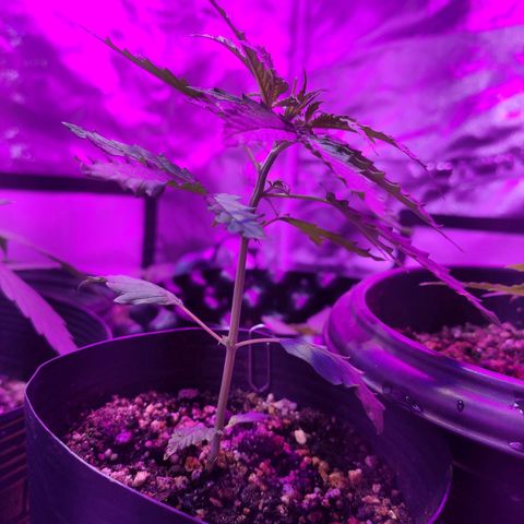 Magnum auto 1 (dalsim) growlog timeline photo