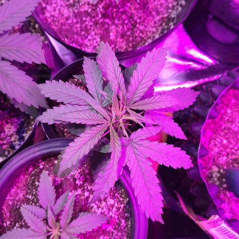 Magnum auto 1 (dalsim) growlog timeline photo