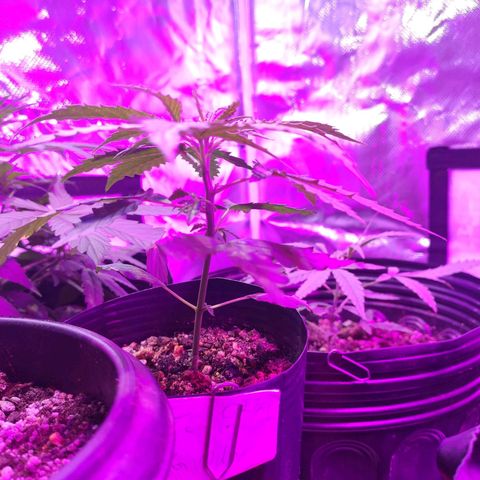 Magnum auto 1 (dalsim) growlog timeline photo
