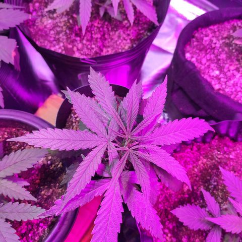 Magnum auto 1 (dalsim) growlog timeline photo
