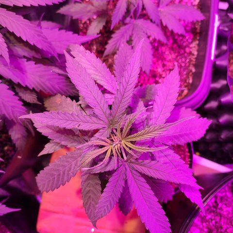Magnum auto 1 (dalsim) growlog timeline photo