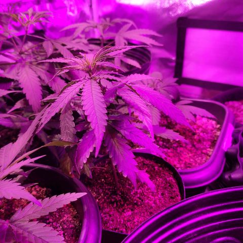 Magnum auto 1 (dalsim) growlog timeline photo