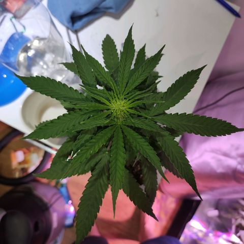 Magnum auto 1 (dalsim) growlog timeline photo