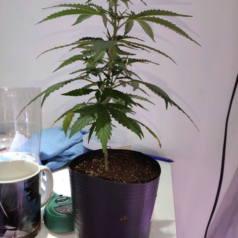 Magnum auto 1 (dalsim) growlog timeline photo