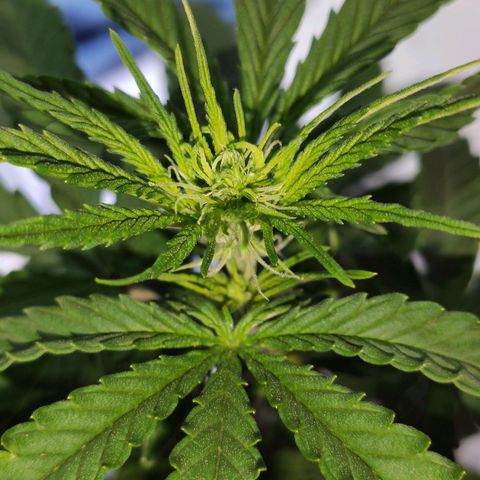Magnum auto 1 (dalsim) growlog timeline photo