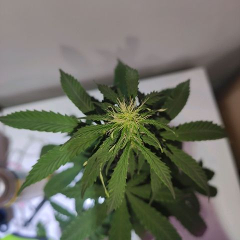 Magnum auto 1 (dalsim) growlog timeline photo