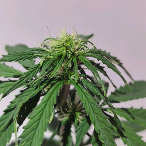 Magnum auto 1 (dalsim) growlog timeline photo