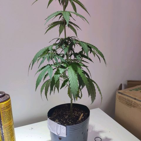 Magnum auto 1 (dalsim) growlog timeline photo