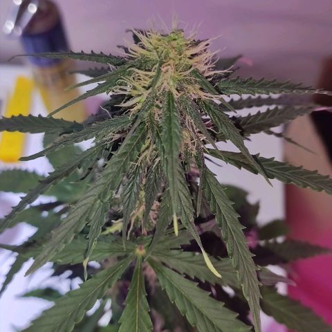 Magnum auto 1 (dalsim) growlog timeline photo