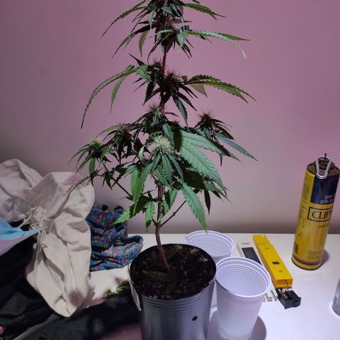 Magnum auto 1 (dalsim) growlog timeline photo