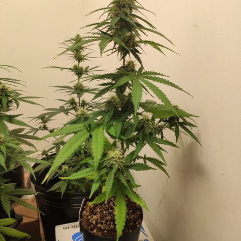 Magnum auto 1 (dalsim) growlog timeline photo