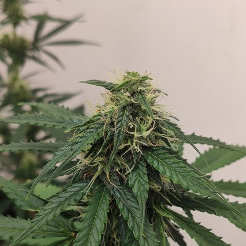 Magnum auto 1 (dalsim) growlog timeline photo