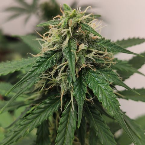 Magnum auto 1 (dalsim) growlog timeline photo