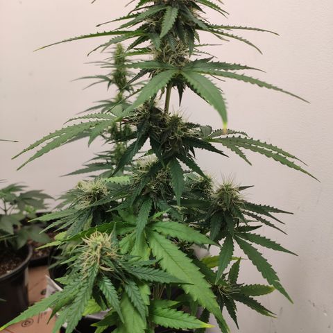 Magnum auto 1 (dalsim) growlog timeline photo