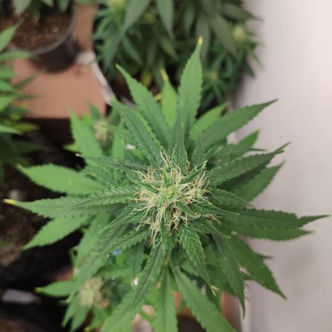 Magnum auto 1 (dalsim) growlog timeline photo