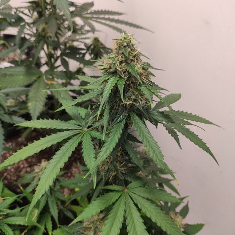 Magnum auto 1 (dalsim) growlog timeline photo