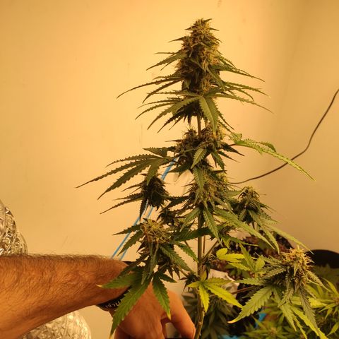 Magnum auto 1 (dalsim) growlog timeline photo
