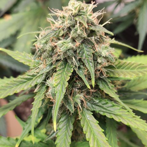 Magnum auto 1 (dalsim) growlog timeline photo