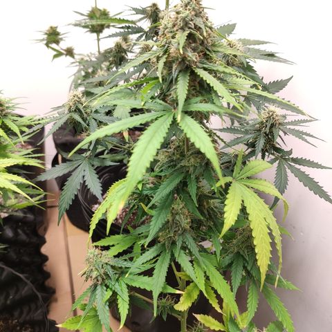 Magnum auto 1 (dalsim) growlog timeline photo