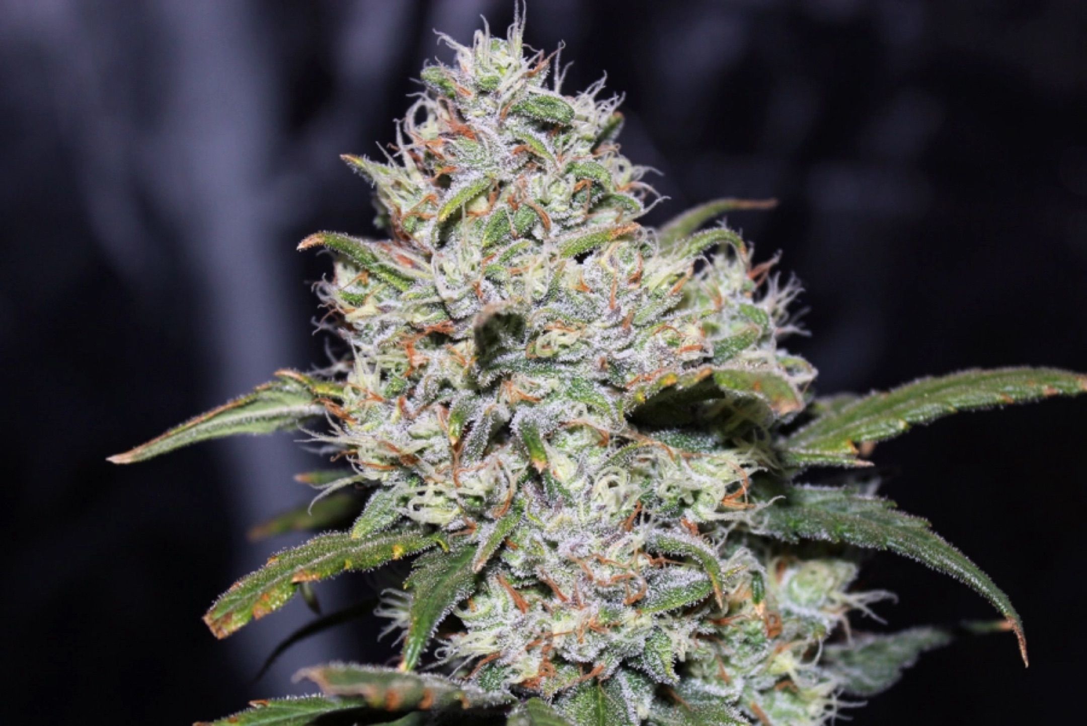 Gorilla Glue Auto growlog header