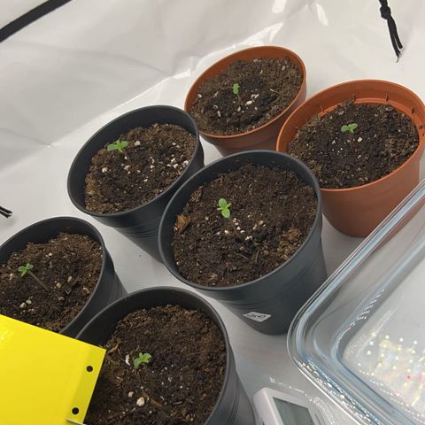 Gorilla Glue Auto growlog photo