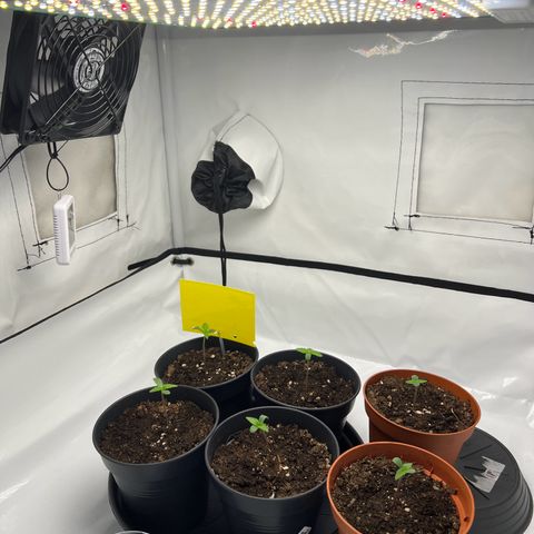 Gorilla Glue Auto growlog photo