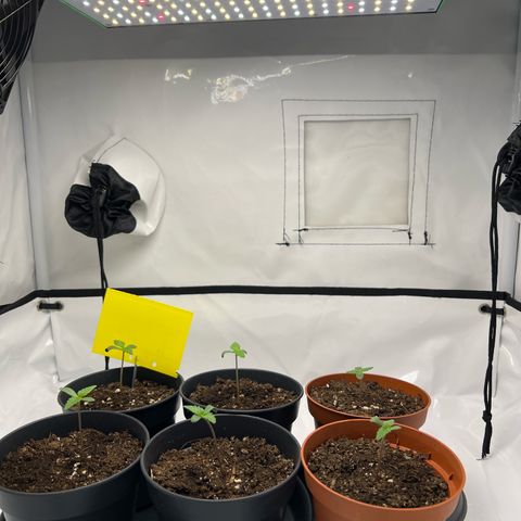Gorilla Glue Auto growlog photo