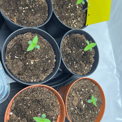 Gorilla Glue Auto growlog photo