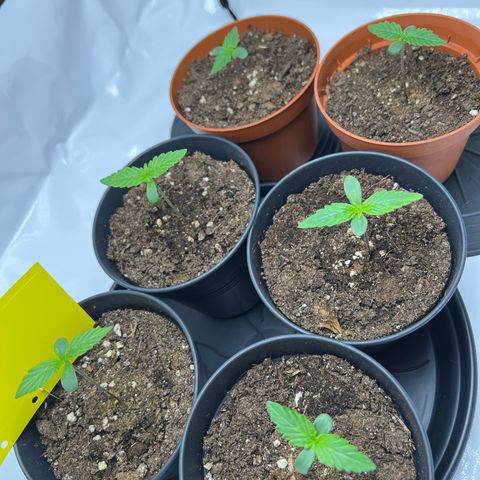 Gorilla Glue Auto growlog photo