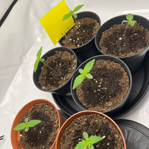 Gorilla Glue Auto growlog timeline photo