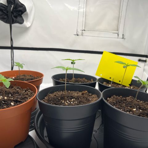 Gorilla Glue Auto growlog timeline photo