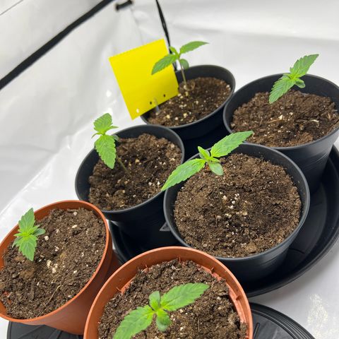 Gorilla Glue Auto growlog timeline photo