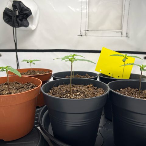 Gorilla Glue Auto growlog timeline photo
