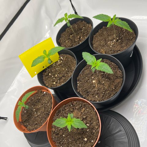 Gorilla Glue Auto growlog timeline photo