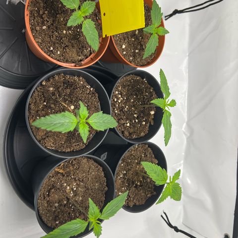 Gorilla Glue Auto growlog timeline photo