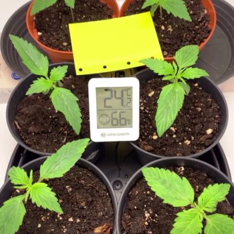 Gorilla Glue Auto growlog timeline photo