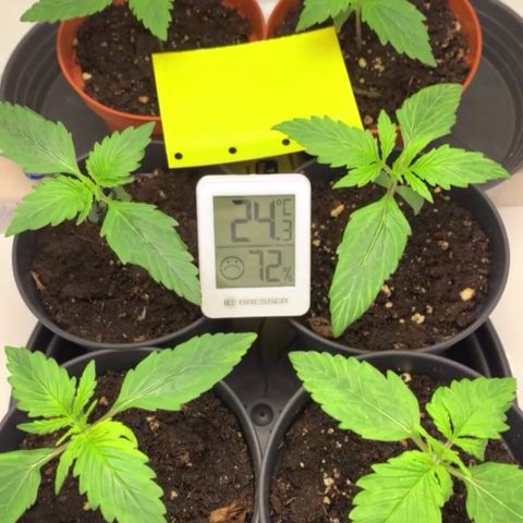 Gorilla Glue Auto growlog timeline photo