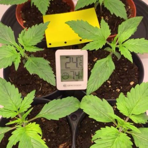 Gorilla Glue Auto growlog timeline photo