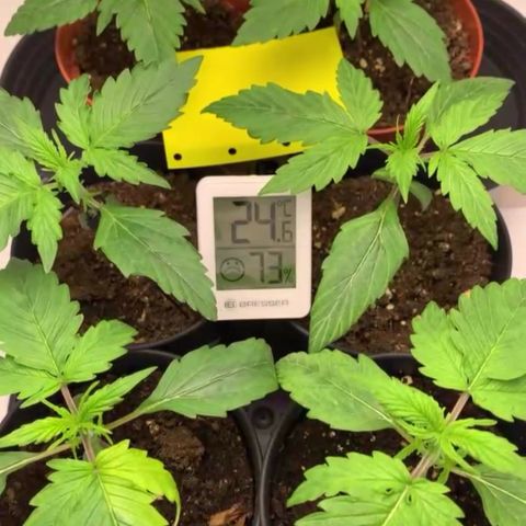 Gorilla Glue Auto growlog timeline photo