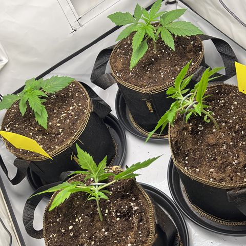 Gorilla Glue Auto growlog photo: -2 Pflanzen runterbinden