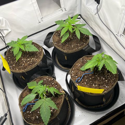 Gorilla Glue Auto growlog timeline photo