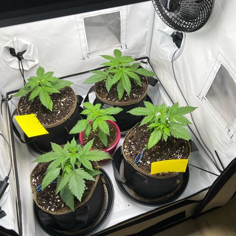 Gorilla Glue Auto growlog timeline photo
