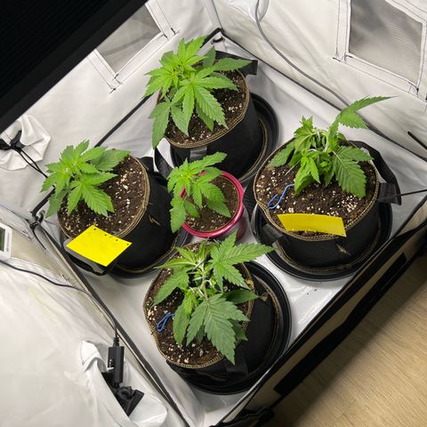 Gorilla Glue Auto growlog timeline photo