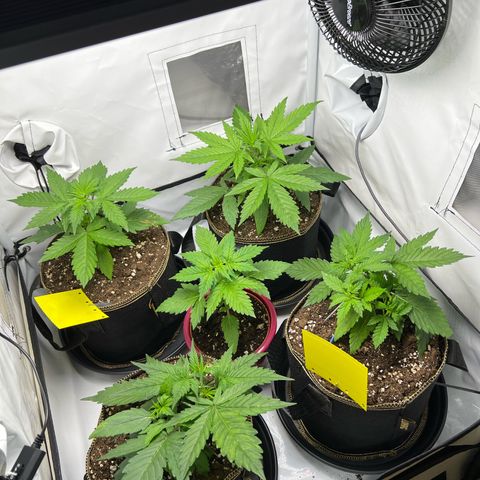 Gorilla Glue Auto growlog timeline photo